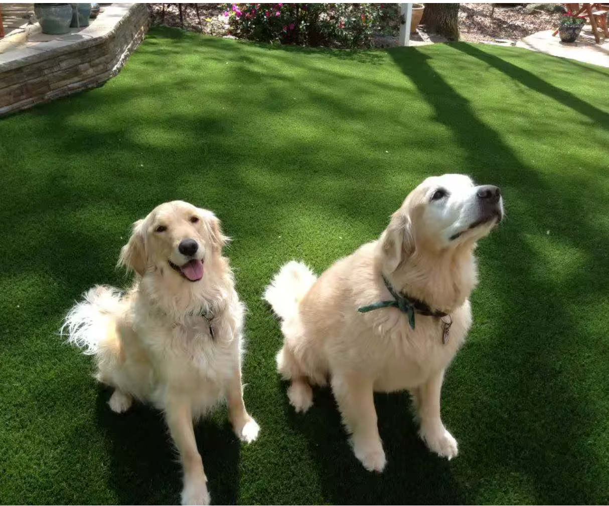 putting turf in backyard